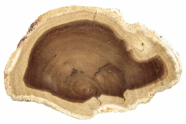 Polished Petrified Wood Slice - McDermitt, Oregon #253001